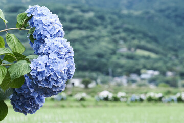 紫陽花