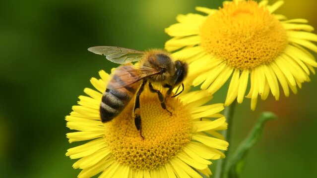 bee on flower of a fleabane
