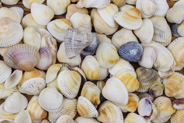 Background of the sea shells. Summer vacation concept