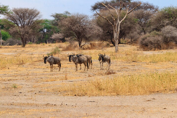 Fototapeta na wymiar Herd of blue wildebeest (Connochaetes taurinus) in Tarangire National Park, Tanzania