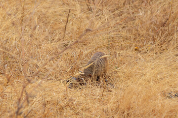 Banded mongoose (Mungos mungo) in dry grass in Tarangire national park, Tanzania