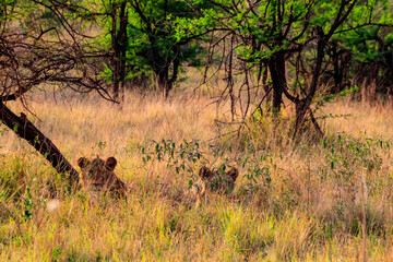 Two lionesses (Panthera leo) resting under a tree in Serengeti National Park, Tanzania