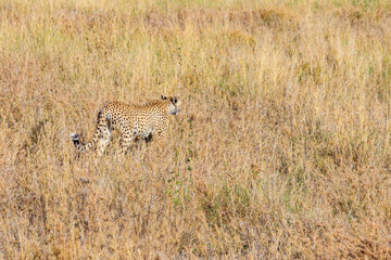 Cheetah (Acinonyx jubatus) in dry savanna in Serengeti National park in Tanzania