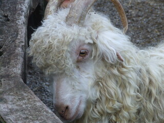 close up of a sheep