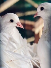 Two white doves on the cage. Indian fantail fancy breed pigeon couples looking each other inside the cage.