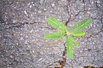 reborn tree born and raised on cracks in the concrete floor in the natural environment