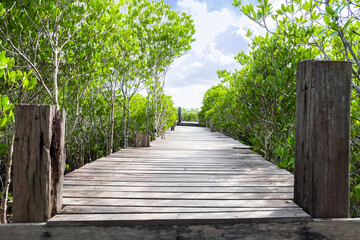wooden bridge in the park