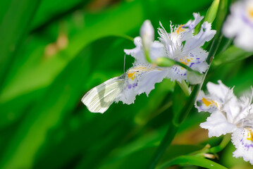 モンシロチョウと花