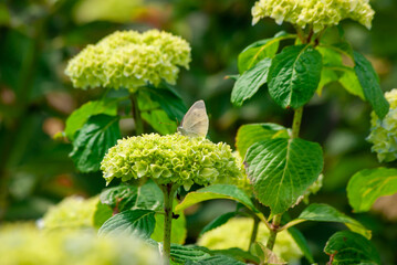 モンシロチョウとアジサイ