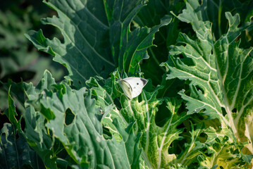葉にとまるモンシロチョウ