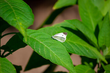 葉にとまるモンシロチョウ