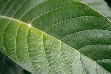 Close up of tropical green leave texture for design and abstract background.