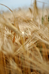 Fototapeta premium Field of wheat and oat plants ready for harvest