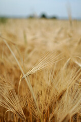 Field of wheat and oat plants ready for harvest