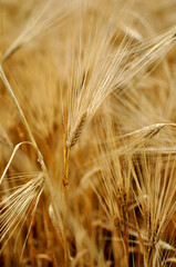 Field of wheat and oat plants ready for harvest