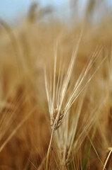 Field of wheat and oat plants ready for harvest