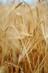 Fototapeta premium Field of wheat and oat plants ready for harvest