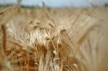 Field of wheat and oat plants ready for harvest