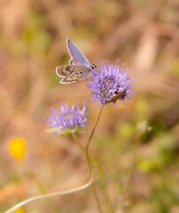 Lycaeides or Plebejus villai butterfly sitting on sheep's-bit (jasione montana) blossom seen on butterfly sanctuary trail (santuario delle farfalle), Elba island, Italy