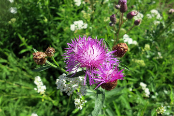 Purple flower brown knapweed (Centauréa jacéa) Asteraceae family