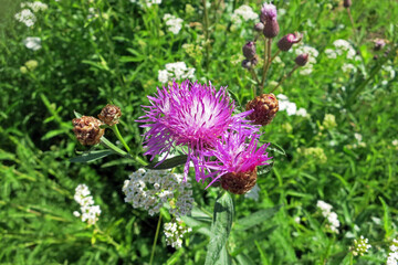 Purple flower brown knapweed (Centauréa jacéa) Asteraceae family