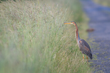 Purple heron Ardea purpurea hunting in long grass on roadside