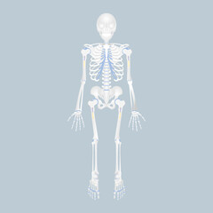 anatomy of human skeleton, skull, spine, spinal cord, rib cage, pelvic bone, backbone, hip, leg and arm bone, internal organs body part orthopedic health care, vector illustration cartoon flat design