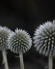 flowerhead of a Globe Thistle (Echinops bannaticus 'Star Frost') against a dark background