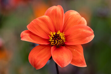 Closeup of a flower of Dahlia 'Bishop of Oxford' in a garden in summer