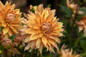 Closeup of a flower of Dahlia 'Hamari Gold' in a garden in summer