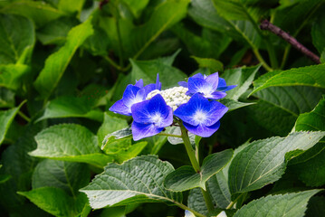 梅雨の晴れ間に、様々な紫陽花の咲いているお庭を散策