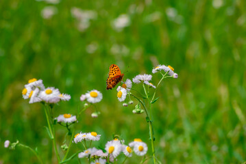 ヒョウモンチョウと花