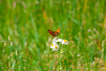 ヒョウモンチョウと花