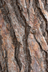 Closeup of the bark of a Scots pine tree (Pinus sylvestris)
