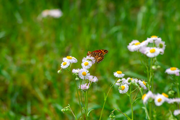 ヒョウモンチョウと花