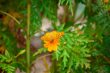 ヒョウモンチョウと花