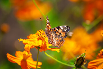 ヒョウモンチョウと花
