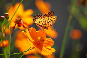 ヒョウモンチョウと花
