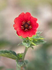 Closeup of a single flower of Potentilla 'Gibson's Scarlet' in a garden against a pale background - obrazy, fototapety, plakaty