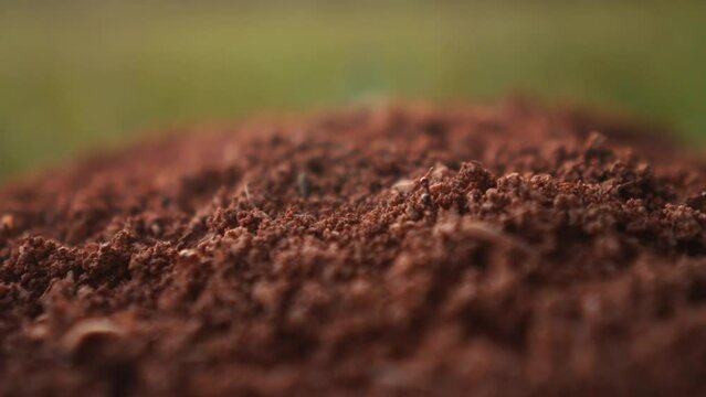 extremely close up of ant working in anthill building a colony in the underground, insect lifestyle