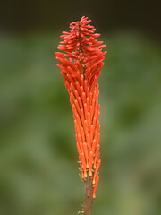 Closeup of flower spike of Kniphofia 'Erecta' in a garden in summer