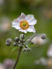 Closeup of a single flower and buds of Japanese anemone (Anemone × hybrida 'Robustissima') in a garden in summer