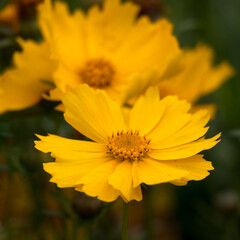 Closeup of flowers of Coreopsis grandiflora 'Flying Saucers' in a garden in summer