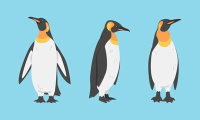 Emperor Penguin as Aquatic Flightless Bird with Flippers for Swimming Vector Set