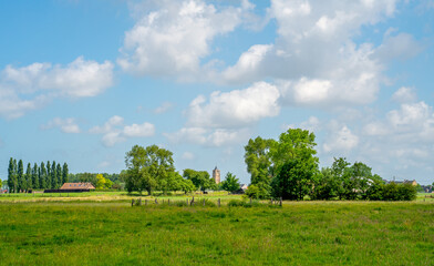 Meadow in a nature reserve in West Flanders, Belgium

