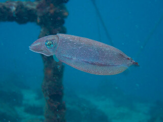 Cuttlefish swimming in the blue sea