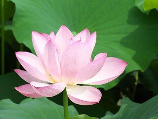 Pink lotus flower with beautiful gradation