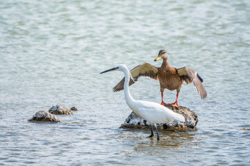 The small white heron or Little egret stands in the lake