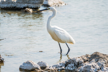 The small white heron or Little egret stands in the lake
