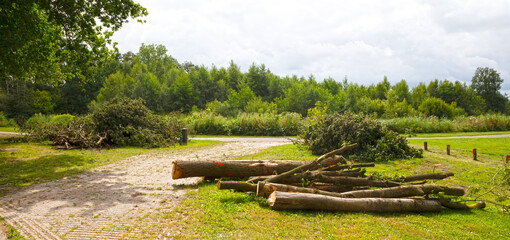 View on pile of fresh cut branches garden waste from plane tree pruning